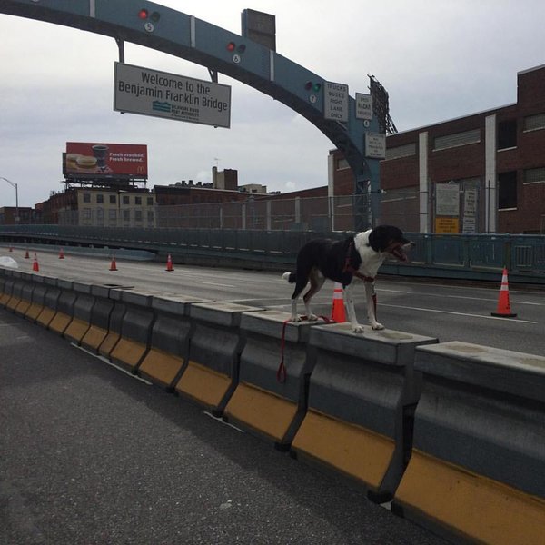 Dog Ben Franklin Bridge