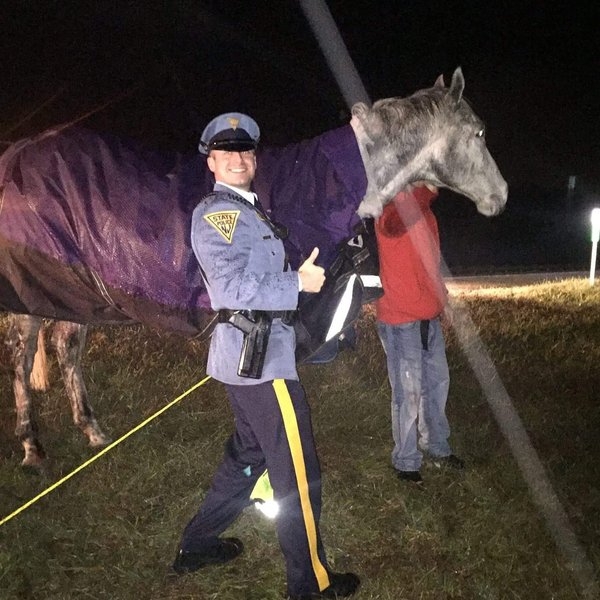 120516_horses_NJ