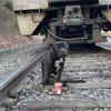 SEPTA train tracks dog