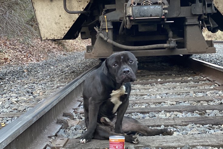 SEPTA train tracks dog