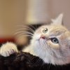 Declawing Cats Ban Philly
