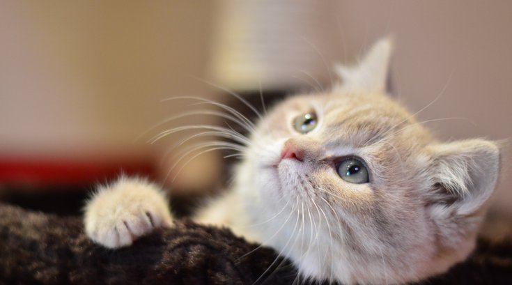 Declawing Cats Ban Philly