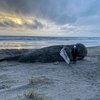 Beached whale strathmere nj atlantic county