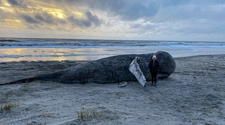 Beached whale strathmere nj atlantic county