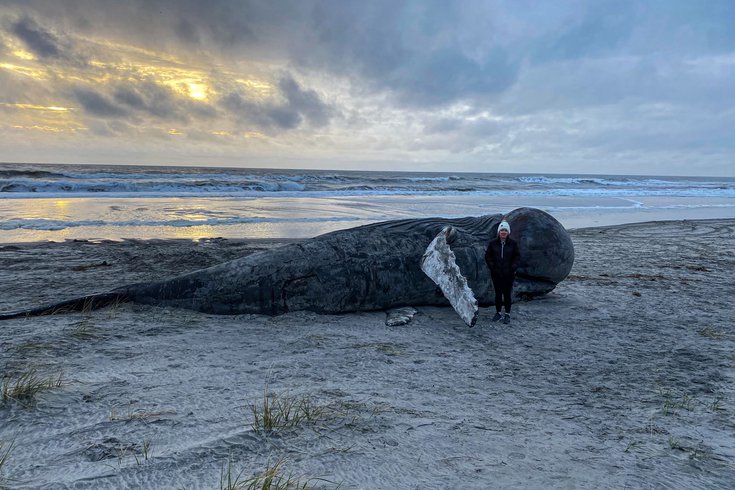 Beached whale strathmere nj atlantic county