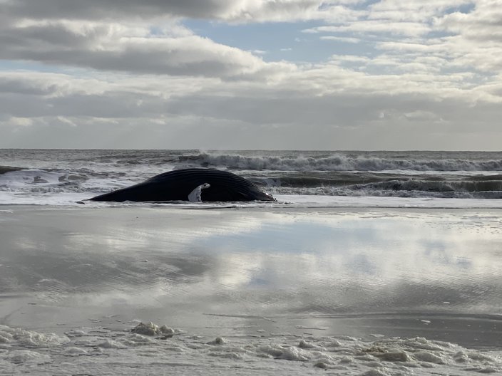 Useless humpback whale discovered washed ashore on Strathmere seaside