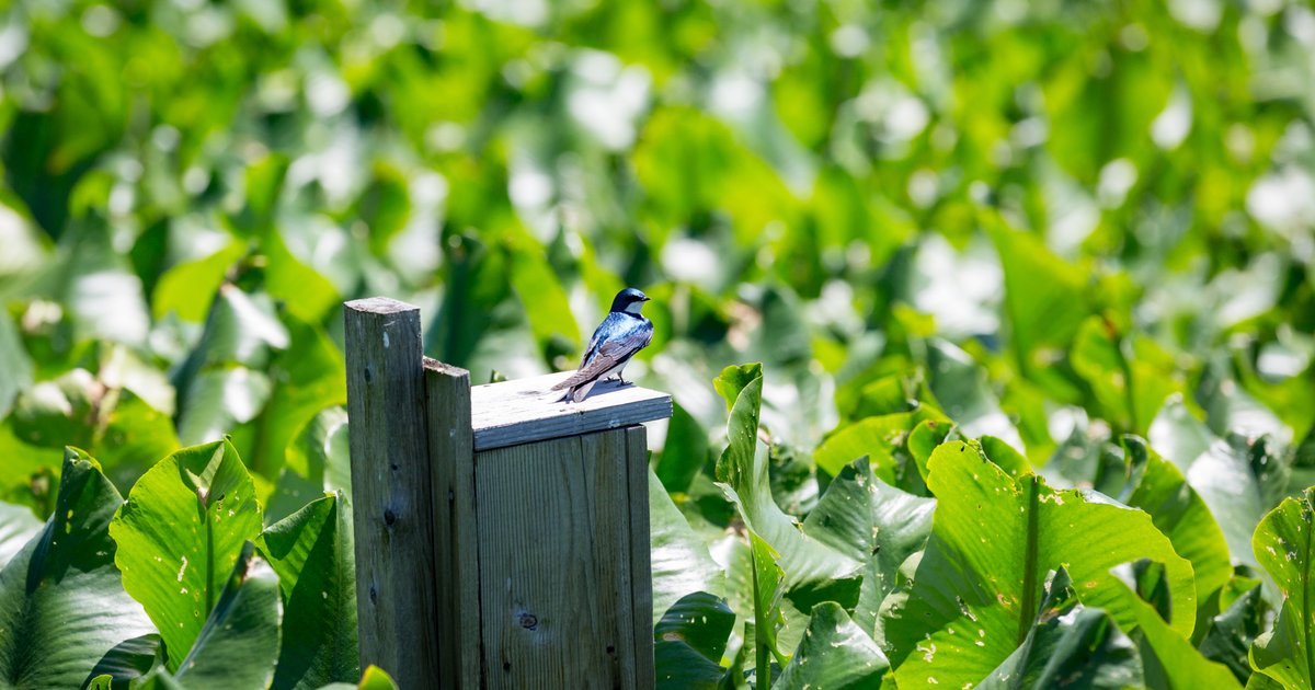 Christmas Bird Count 2023: Audubon event returns to Philly's Pennypack