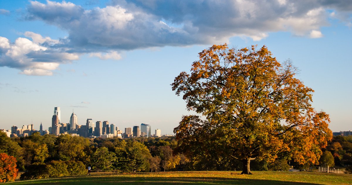 Belmont Plateau's iconic sugar maple tree, nearly a century old, will be cut down this month