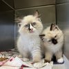 PSPCA taylor swift birthday donations kittens