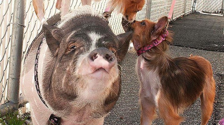 Pig & Pups BFFs