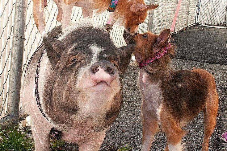 Pig & Pups BFFs