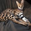 African serval escape