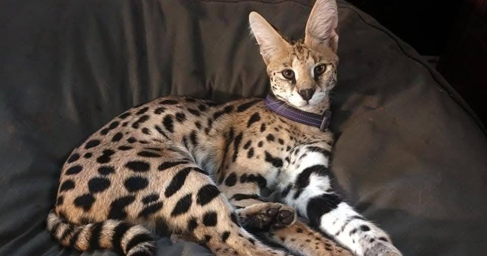 African serval cat that escaped Pa. wildlife refuge found struck, killed by car