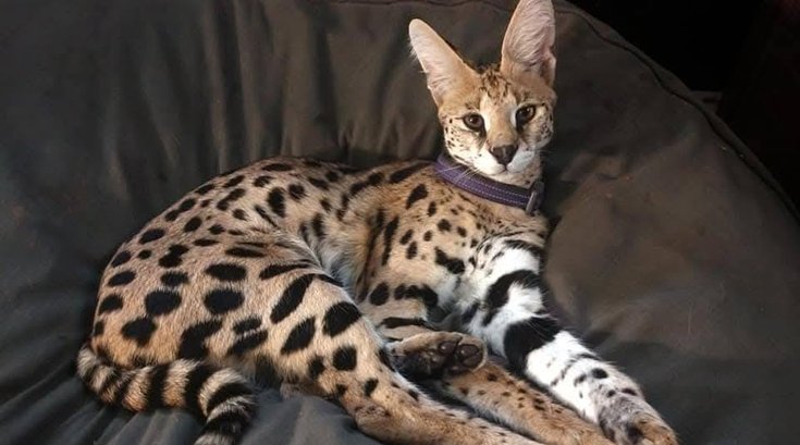 African serval escape