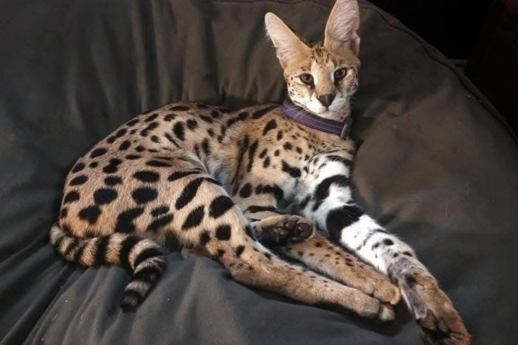 African serval escape