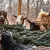 Philly Christmas Tree Recycling Goats