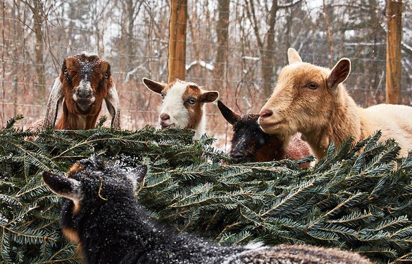 Philly Christmas Tree Recycling Goats