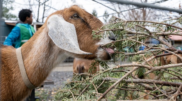 Philly Goat Project