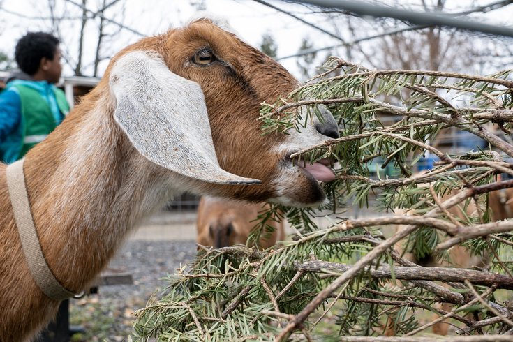 Philly Goat Project