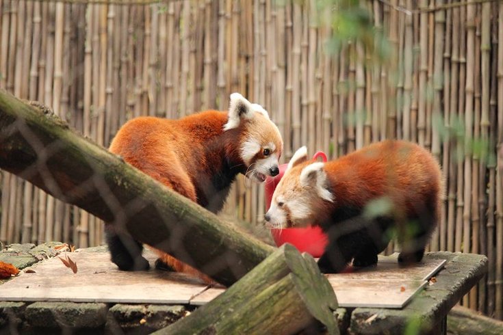 Red Pandas 