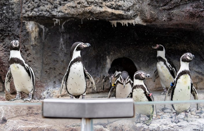 cape may county zoo penguins