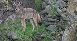 Coyote Chester County