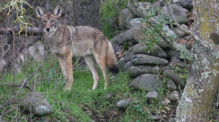 Coyote Chester County