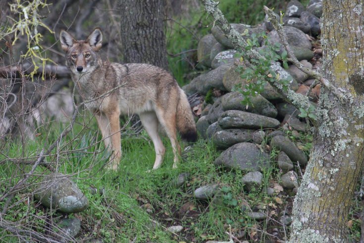 Coyote Chester County