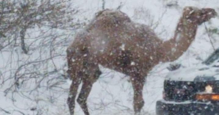 Five unforgettable snow moments in the Philly area, from a camel on Route 309 to TV reporters getting pummeled