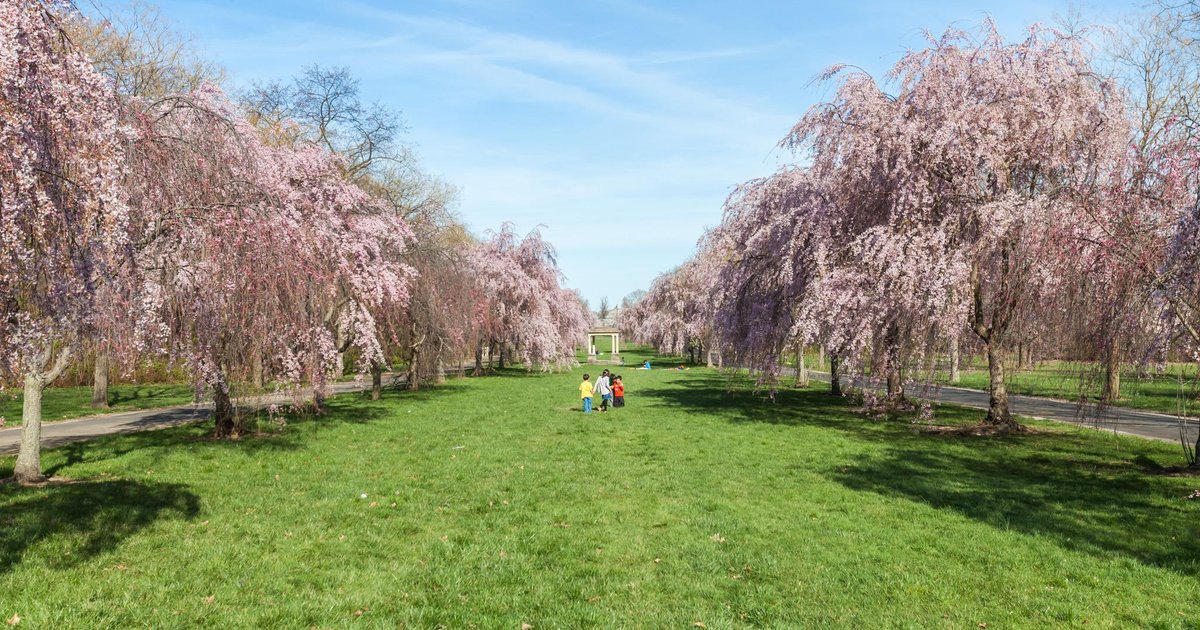 Experience Fairmount Park's cherry blossoms at a pop-up with food