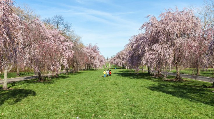 Cherry Blossoms Fairmount Par