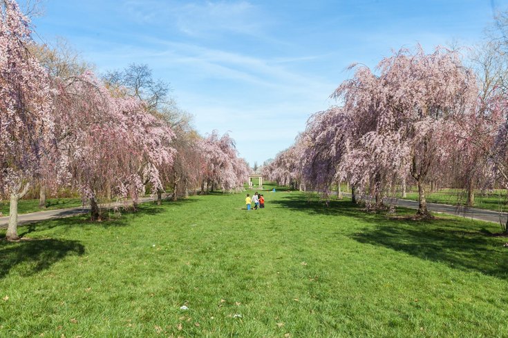 Cherry Blossoms Fairmount Par