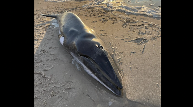 Beach Whale NJ