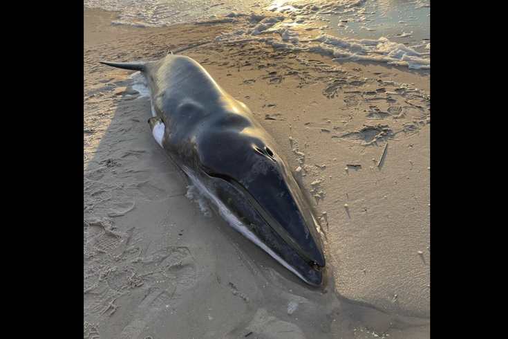 Beach Whale NJ