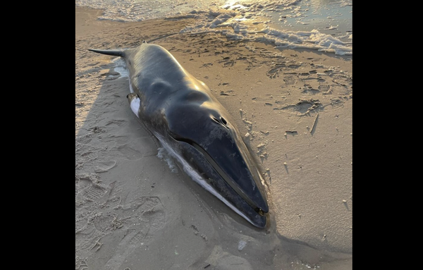 Beach Whale NJ