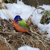 Painted Bunting Philly