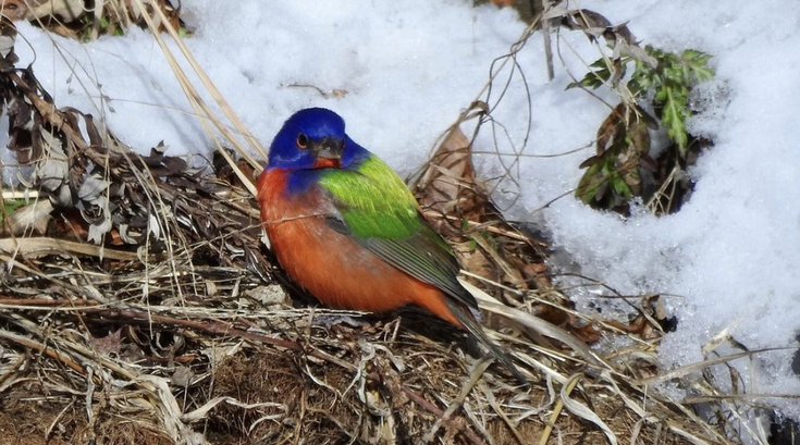 Painted Bunting Philly
