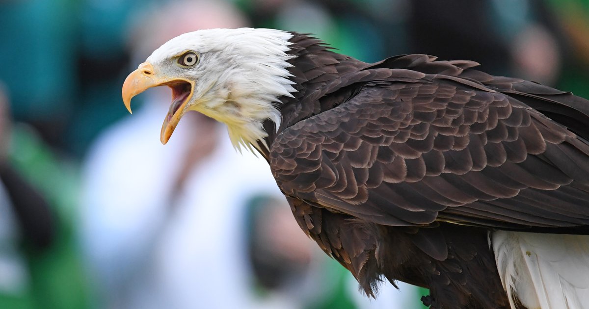 Budweiser Super Bowl commercial stars bald eagle who flies at Lincoln  Financial Field | PhillyVoice