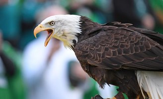 Eagle Super Bowl Commercial