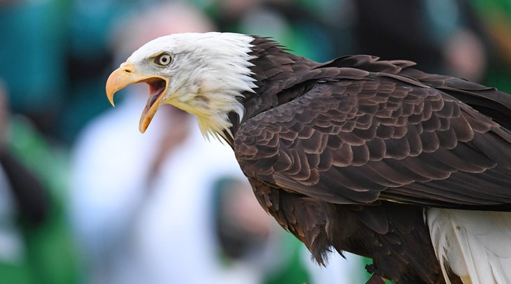 Eagle Super Bowl Commercial