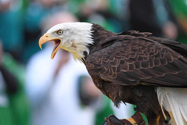 Eagle Super Bowl Commercial