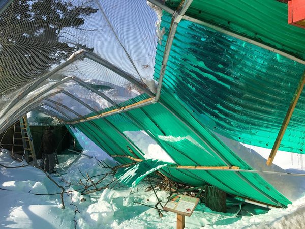 zoo collapse snow