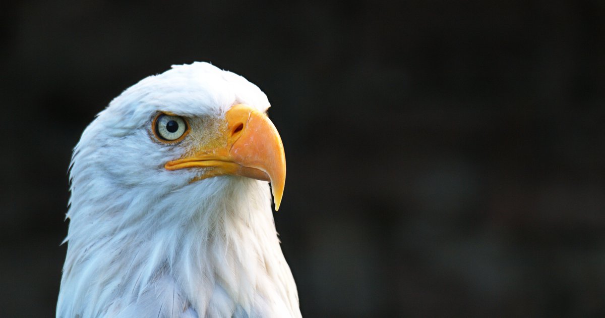 Bald eagles continue recovery in New Jersey