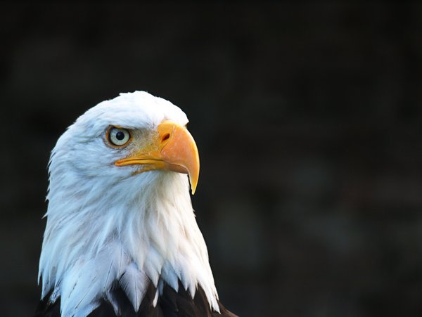 Bald Eagle Crash Window
