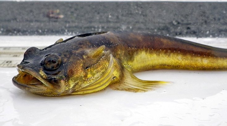 Midshipman fish mating call