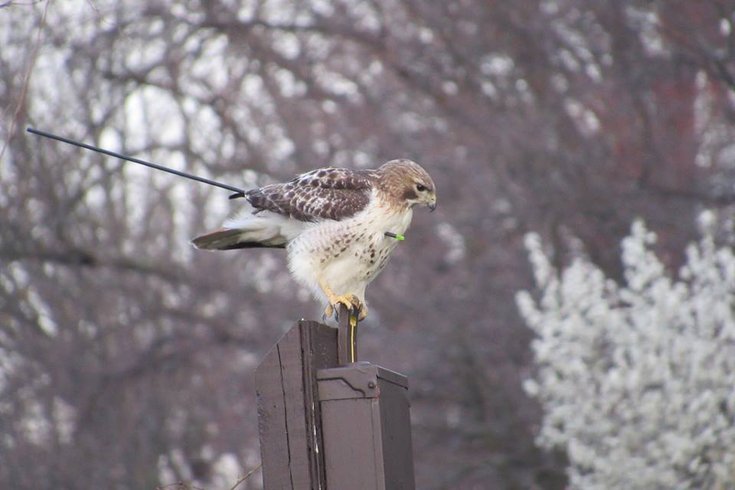 Hawk with arrow