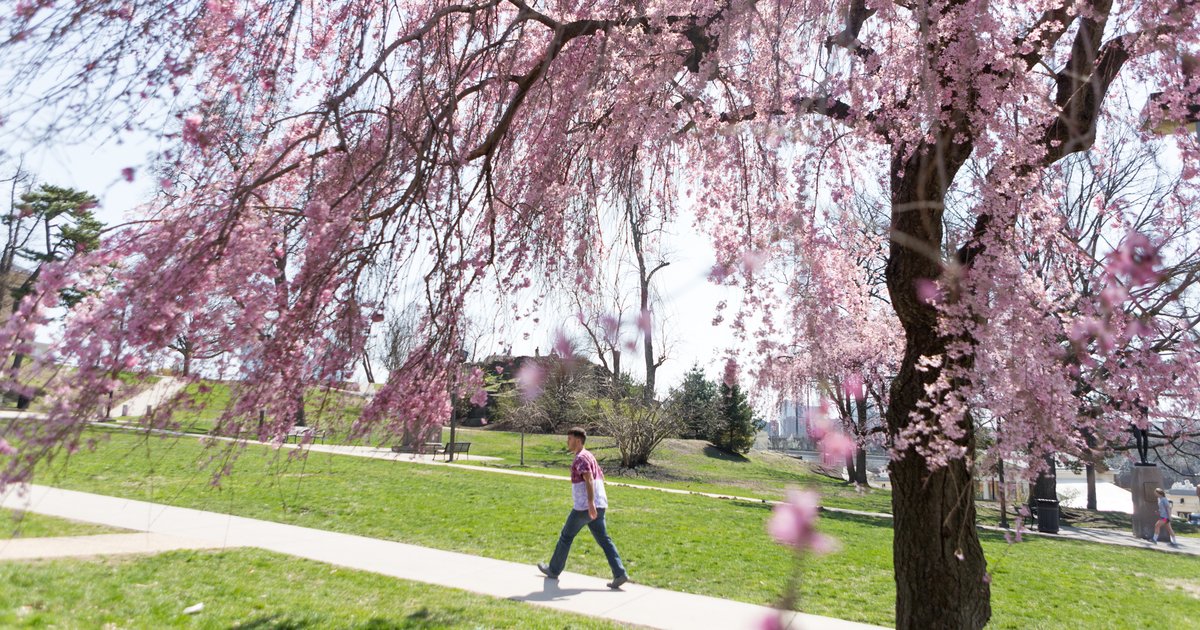 Cherry Blossom 10K 5K Participants Receive Free Admission To Shofuso 