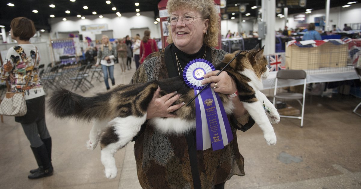 Gallery International Cat Show in Oaks, Pa. PhillyVoice