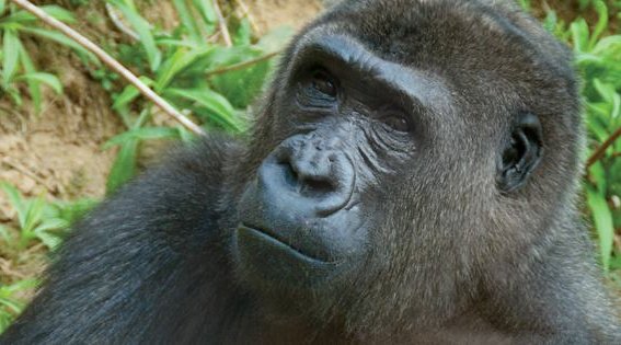 041816_gorilla