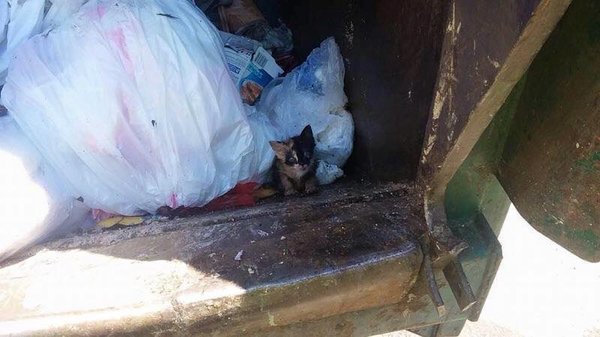 Kitten Saved